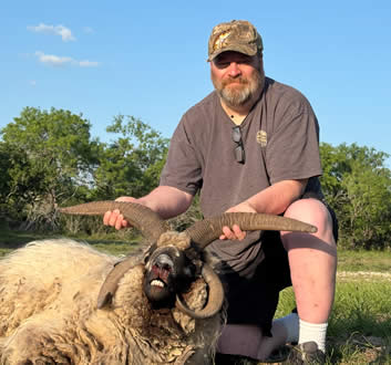 Four Horned Sheep Hunt in Texas
