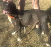 Baby Girl