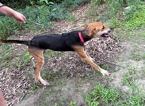 Roscoe