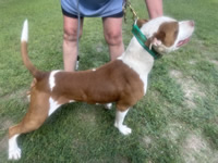 Spanky