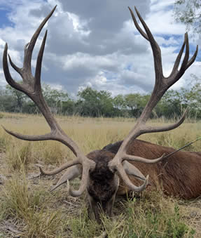 Red Stag Hunting Trip in Texas