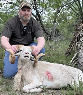 Texas Dall Hunt in Texas